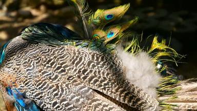 优雅的野生异国情调的鸟色彩斑斓的艺术羽毛关闭孔雀变形羽毛飞行<strong>印度</strong>绿色孔雀